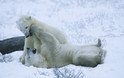 Churchill - polar bear cubs play fighting