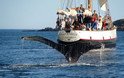 Humpback whale fluke breaching sea in new brunswick