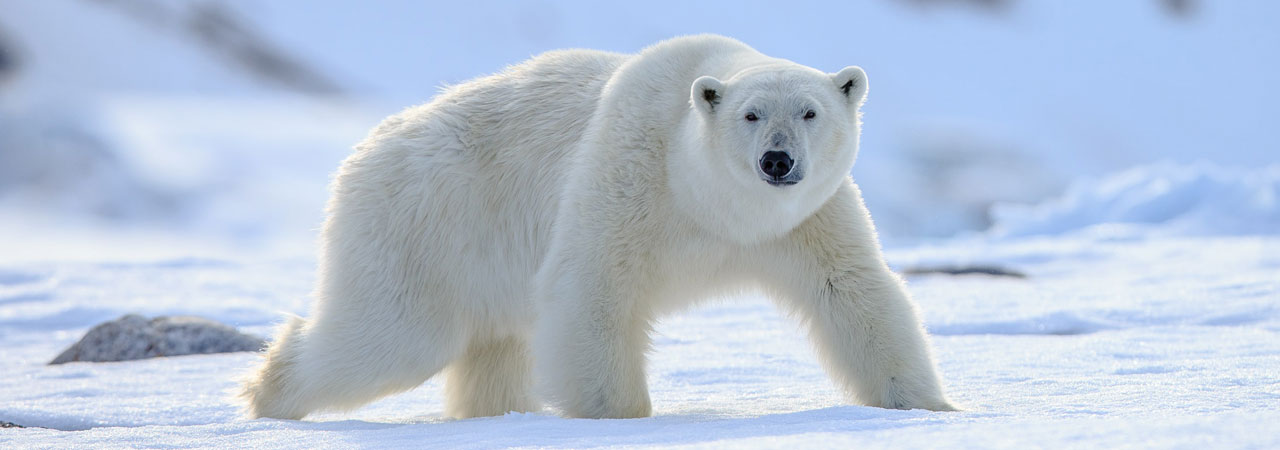 polar bear