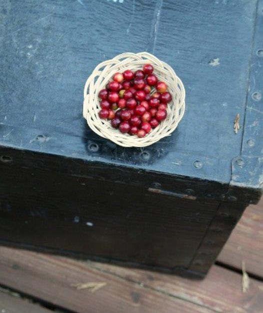 Chokecherries