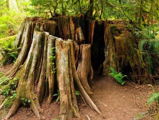 ancient Canada tree