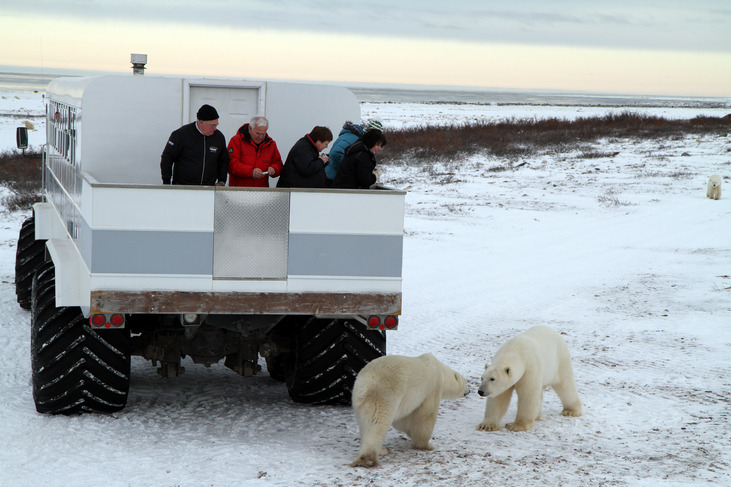 polar bears in canada