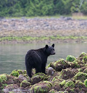 black bear