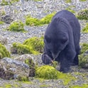 how to safely watch bears