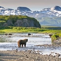 bears in alaska