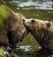 pacific rim whales and bears