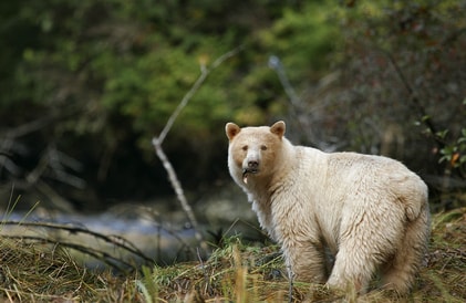 kermode bear