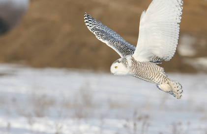 snowy owl