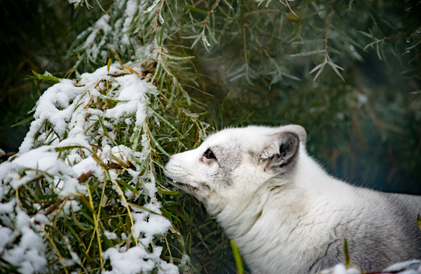 arctic fox