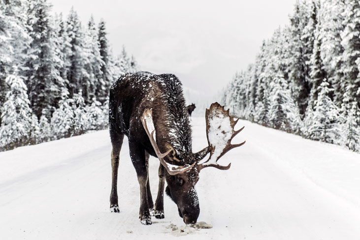 wildlife in the canadian rockies