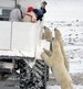 Great White Bear Tours