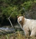 Spirit Bear Lodge