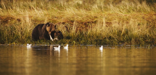 Grizzly bear