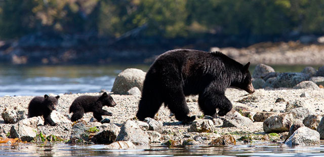 Vancouver Island