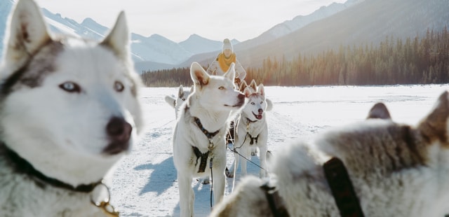 Dog sledding