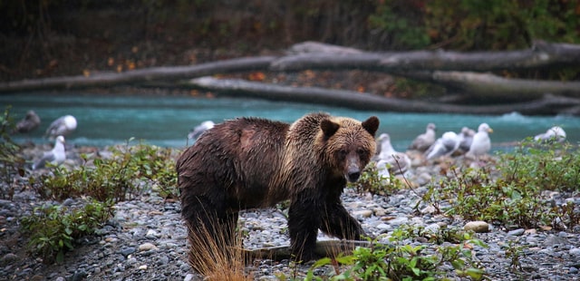 Wild grizzlies