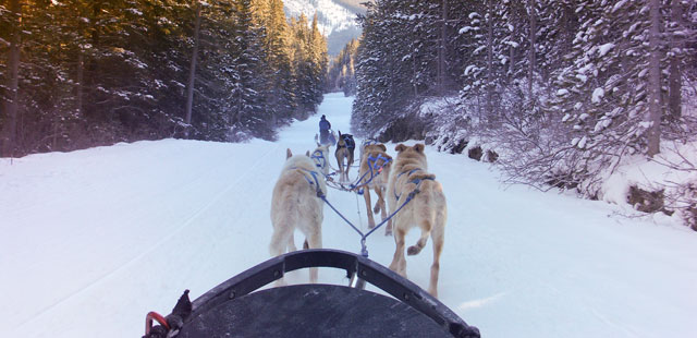 Dog sledding