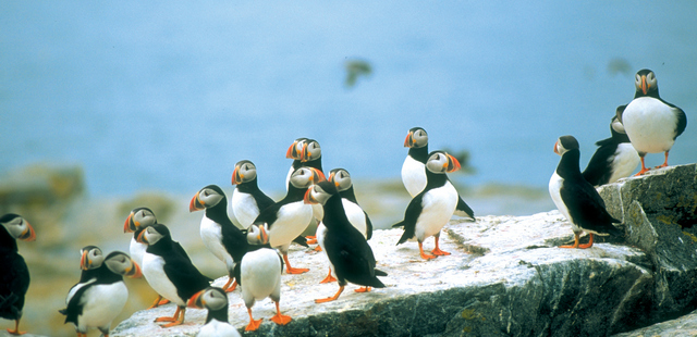 Puffins