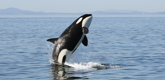 Orca whale