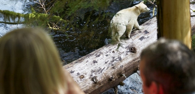 Elusive white Spirit Bear