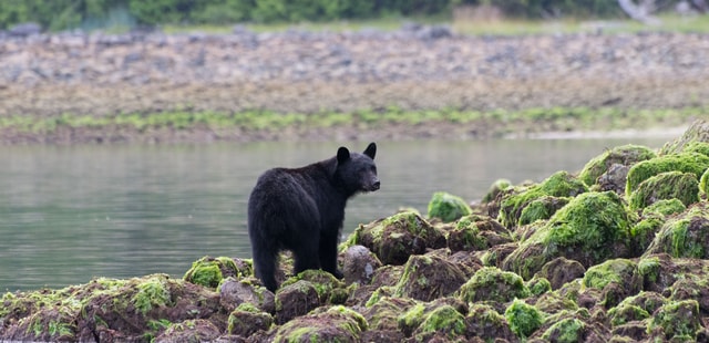 Coastal black bears