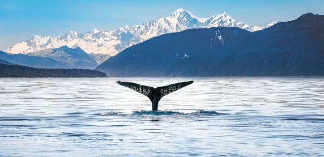 Humpback whale