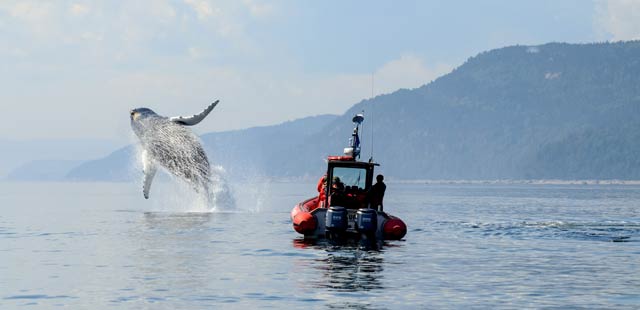 Whale watching at St. Lawrence River