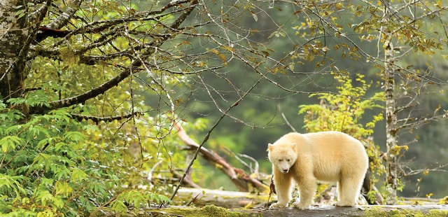 British Columbia Spirit Bear